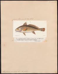 Image result for Umbrina cirrosa