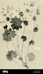 Attēlu rezultāti vaicājumam “Alchemilla subcrenata  flower”