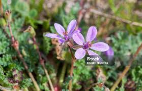 Attēlu rezultāti vaicājumam “Erodium cicutarium flower”