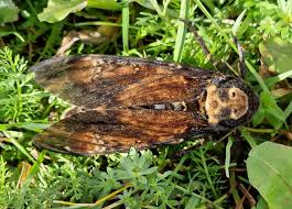 Attēlu rezultāti vaicājumam “Craterium aureonucleatum spores”