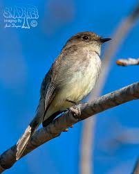 Image result for Sayornis phoebe