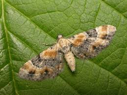 Attēlu rezultāti vaicājumam “Eupithecia linariata”