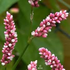 Attēlu rezultāti vaicājumam “Persicaria maculosa flower”