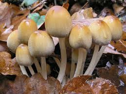 Attēlu rezultāti vaicājumam “Coprinus micaceus”