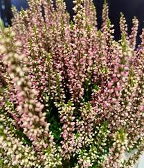 Attēlu rezultāti vaicājumam “Calluna vulgaris bud”