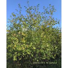 Attēlu rezultāti vaicājumam “Frangula alnus”