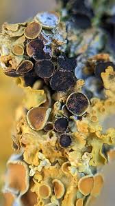 Attēlu rezultāti vaicājumam “Xanthoriicola physciae”