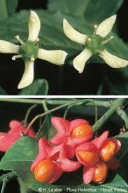 Attēlu rezultāti vaicājumam “Euonymus europaeus leaf”