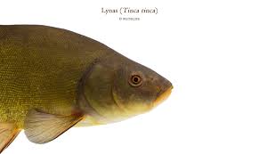 Image result for Tinca tinca