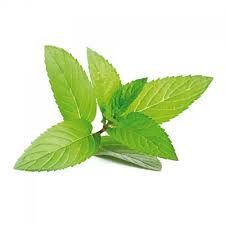 Image result for Melisse