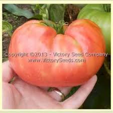 Afbeeldingsresultaat voor prudence purple tomato