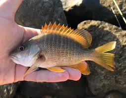 Image result for Lutjanus jocu