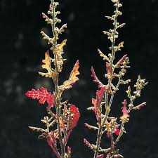 Image result for Chenopodium botrys