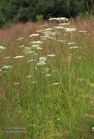 Image result for Pimpinella saxifraga