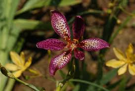 Image result for Pardancanda norrisii