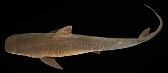 Image result for Galeocerdo cuvier