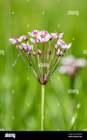 Attēlu rezultāti vaicājumam “Butomus umbellatus bud”
