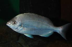 Image result for Spondyliosoma cantharus