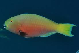 Image result for Chlorurus perspicillatus