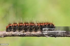 Attēlu rezultāti vaicājumam “Macrothylacia rubi”