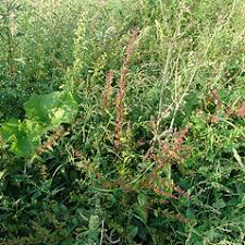 Attēlu rezultāti vaicājumam “Chenopodium polyspermum leaf”