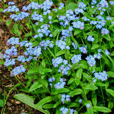 Attēlu rezultāti vaicājumam “Myosotis stricta”