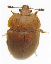 Attēlu rezultāti vaicājumam “Cychramus luteus”