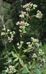 Attēlu rezultāti vaicājumam “Galium schultesii flower”