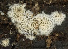 Attēlu rezultāti vaicājumam “Ceriporia”