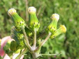 Attēlu rezultāti vaicājumam “Senecio vulgaris flower”
