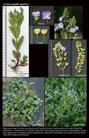 Attēlu rezultāti vaicājumam “Veronica anagallis-aquatica leaf”