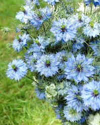 Image result for Nigella damascena