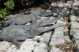 Image result for Crocodylus acutus