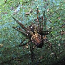 Attēlu rezultāti vaicājumam “Metellina merianae”