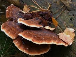 Attēlu rezultāti vaicājumam “Ischnoderma benzoinum”