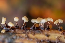 Attēlu rezultāti vaicājumam “Didymium megalosporum macro”