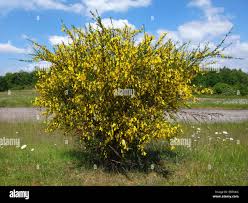 Image result for Cytisus scoparius