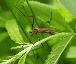 Attēlu rezultāti vaicājumam “Planaphrodes sp.”
