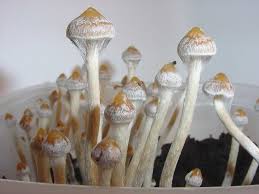 Image result for "Selva Pascuala"