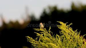 Attēlu rezultāti vaicājumam “Hippolais caligata”