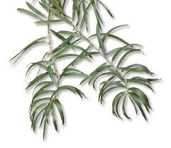 Attēlu rezultāti vaicājumam “Hippophae rhamnoides leaf”