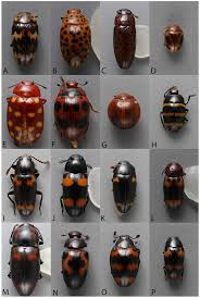 Attēlu rezultāti vaicājumam “Erotylidae”