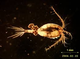 Attēlu rezultāti vaicājumam “Copepoda”
