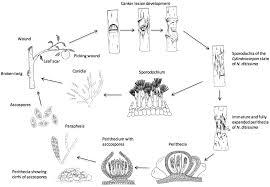Attēlu rezultāti vaicājumam “Nectria sp., Neonectria sp.”