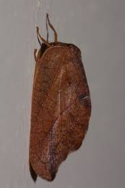 Attēlu rezultāti vaicājumam “Drepanepteryx phalaenoides”