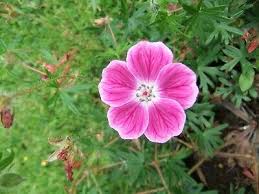 Attēlu rezultāti vaicājumam “Geranium sanguineum flower”