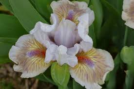 Image result for Iris