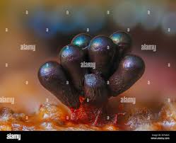 Attēlu rezultāti vaicājumam “Metatrichia vesparia”