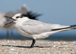 Attēlu rezultāti vaicājumam “Sterna sandvicensis adult”