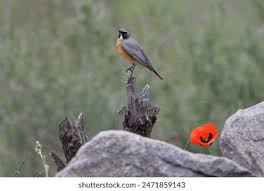 Image result for Irania gutturalis